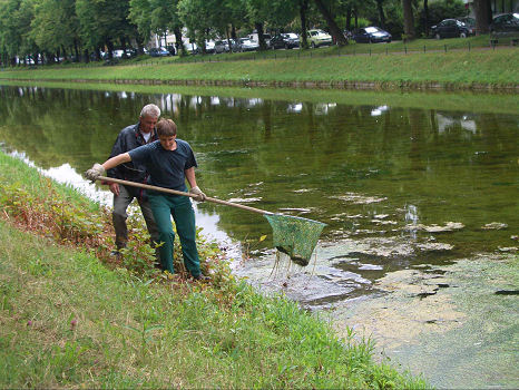 8. Juli 2005: Abfischen der toten Aale.