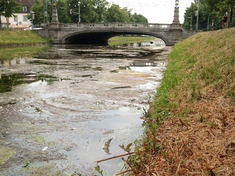 7. Juli 2005: Acht tote Aale im Bereich der Ludwig- Ferdinand Brücke.