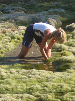 Dank vieler Stunden Arbeit, welche Anwohner und Tierfreunde in dieser langen Zeit seit dem ablassen des Wassers aufgebracht haben, konnten viele Fische und Muscheln gerettet werden.